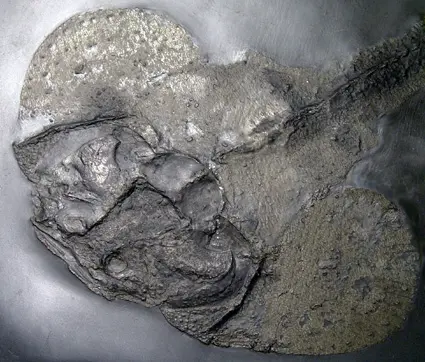 Fossilien_Ankauf_Bundenbach_Gemuendina Fossilien_Ankauf_Bundenbach_Gemuendina