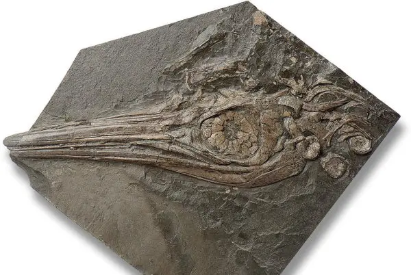 Fossilien_Ankauf_Holzmaden_Ichthyosaurus_Fischsaurier Fossilien_Ankauf_Holzmaden_Ichthyosaurus_Fischsaurier