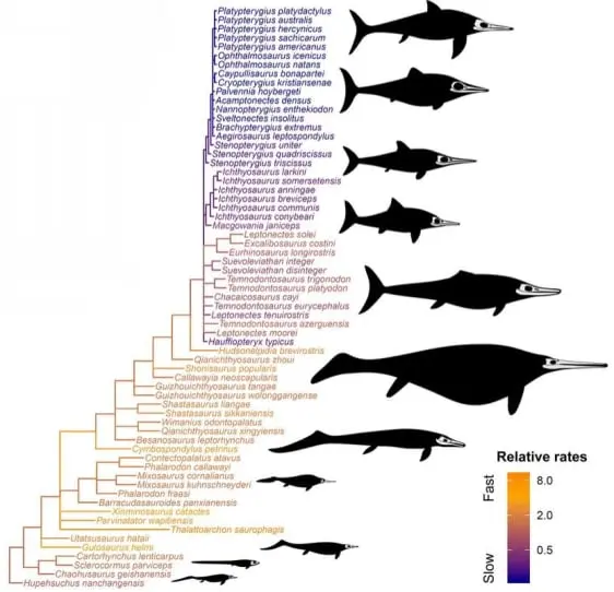 Ichthyosaur evolution
