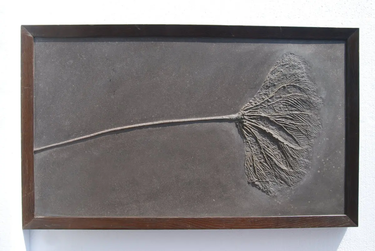 Seirocrinus_Holzmaden Seirocrinus_Holzmaden