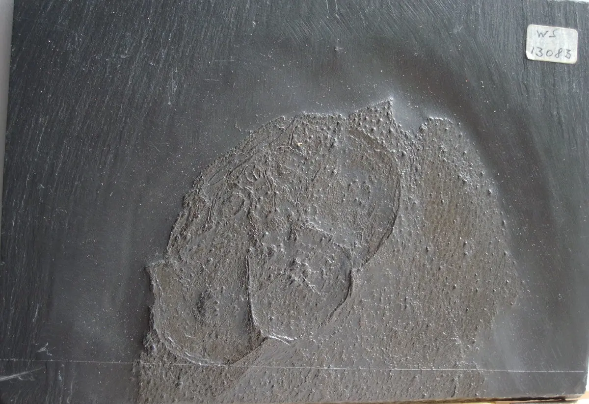 Gemuendiuna_Bundenbach Gemuendiuna_Bundenbach