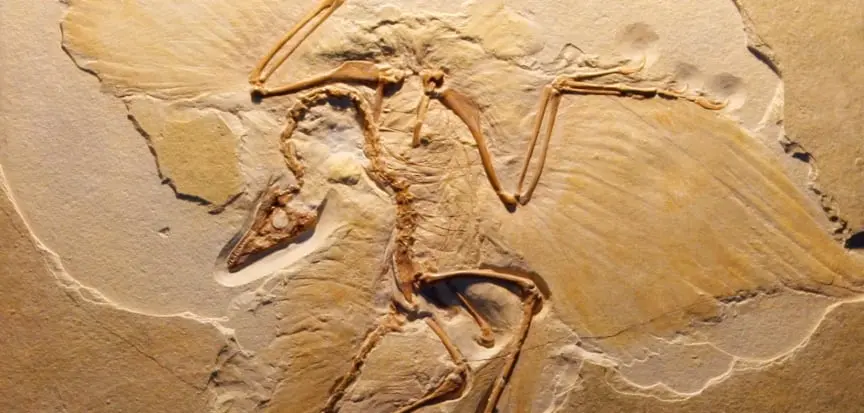 Archaeopteryx_Solnhofen