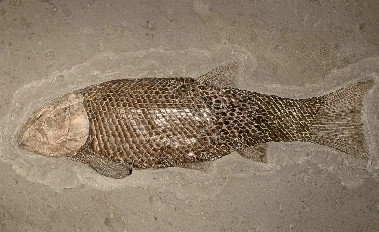 Lepidotus_Holzmaden Lepidotus_Holzmaden