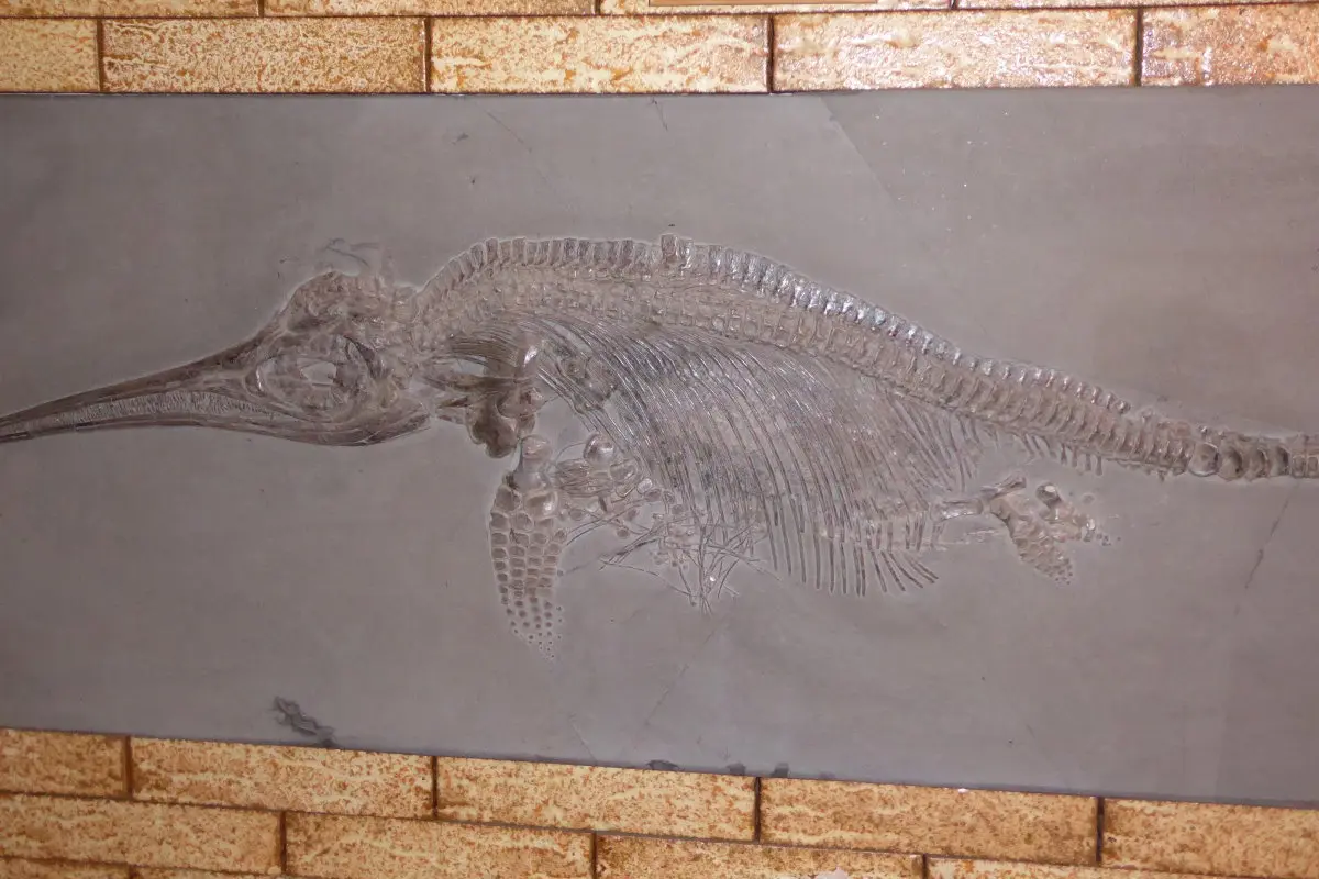 Ichthyosaurus_Holzmaden Ichthyosaurus_Holzmaden