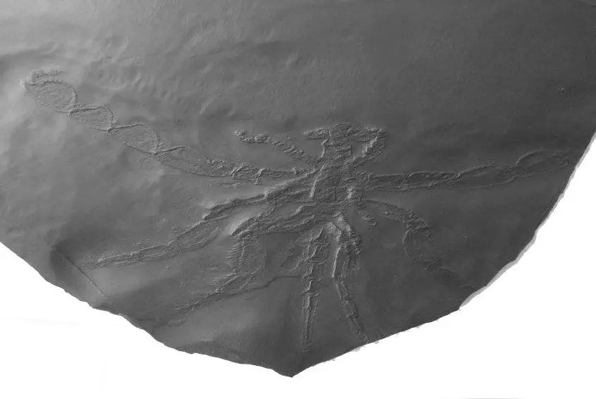 Palaeoisopus_Bundenbach Palaeoisopus_Bundenbach