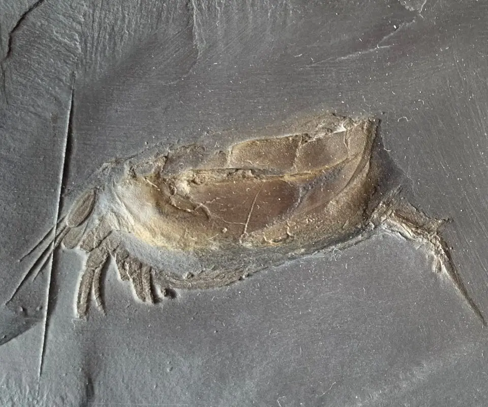 Nahecaris stürtzi_Bundenbach Nahecaris stürtzi_Bundenbach