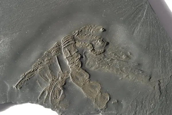 Fossilienankauf_Bundenbach_Fossilshop_Arthropods