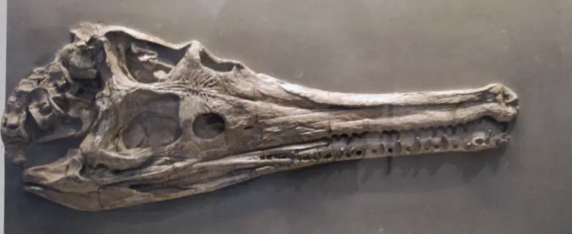 Fossilien Schaetzen Beispiel 1 Fossilien_Schaetzen_Beispiel 1