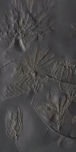 Fossilien Schätzen Beispiel 2 Fossilien_Schaetzen_Beispiel_2