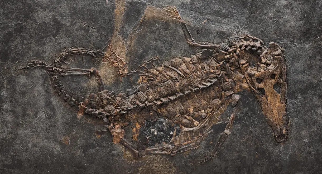 Fossilien_Verkaufen_Bonhams