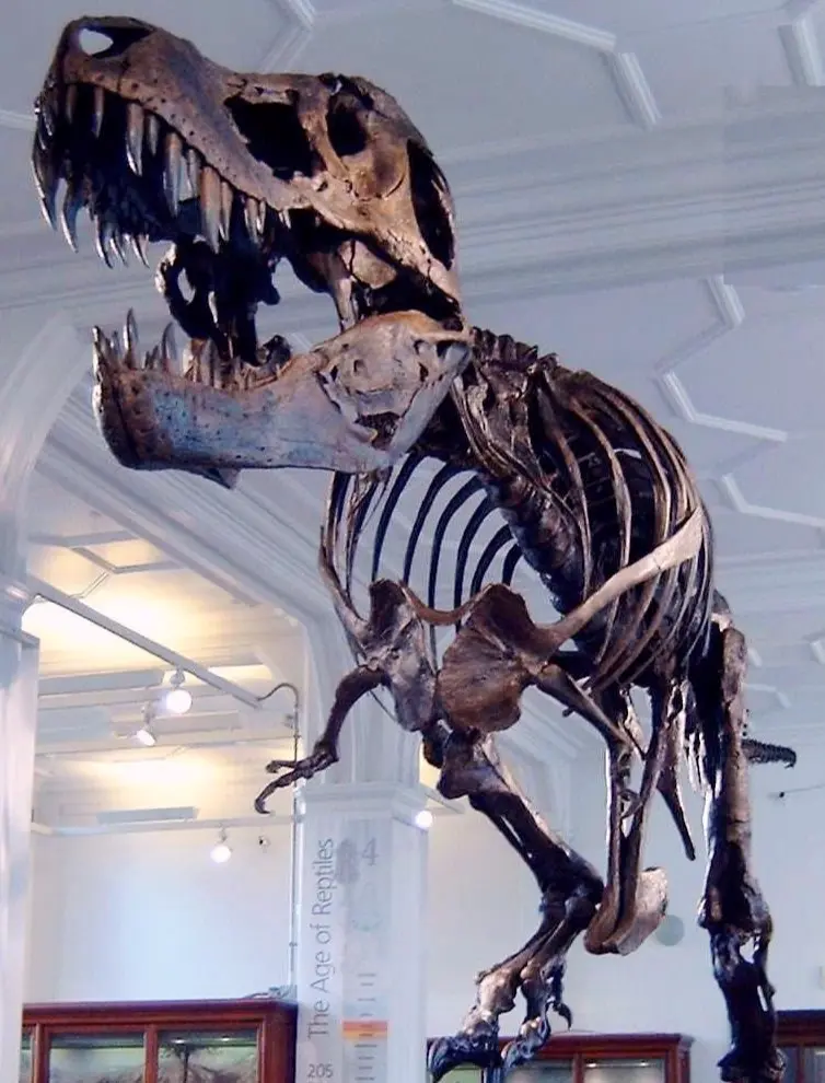 Fossiilen Verkaufen Trex Fossiilen_Verkaufen_Trex