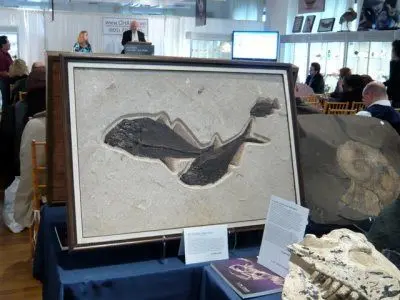 Fossilien Verkaufen Auktion Fossilien_Verkaufen_Auktion