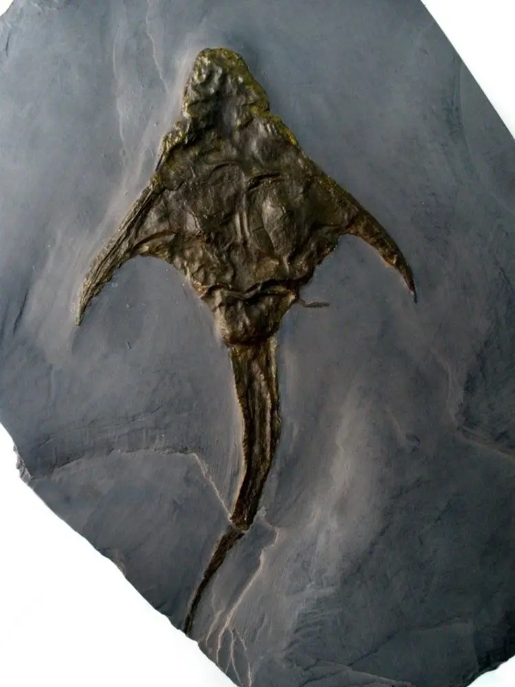 Fossilien Wertgutachten Beispiel 1 Fossilien_Wertgutachten_Beispiel_1