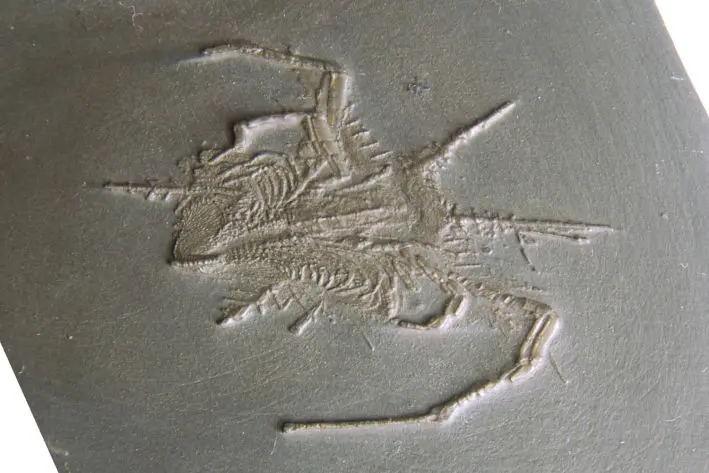 Fossilien_Praeparat_Bundenbach Fossilien_Praeparat_Bundenbach