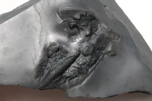 Fossilienankauf_Bundenbach_Rarität Fossilienankauf_Bundenbach_Rarität