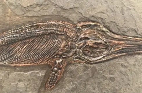Fossilienankauf_Holzmaden_Echtheitstest