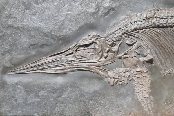 Fossilienankauf_Holzmaden_Ichthyosaurier