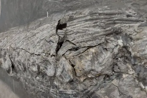 Fossilienankauf_Holzmaden_Ichthyosaurus_Pyritzerfall