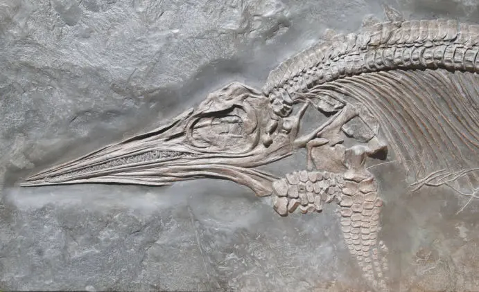Fossilien_Praeparat_Holzmaden Fossilien_Praeparat_Holzmaden